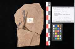 Foto (Detailsansicht) von Quercus palaeoilex Ettingshausen (NHMW-GEO-2024-0188-0768)